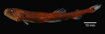 Media type: image; Ichthyology 132931